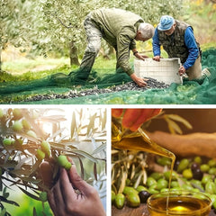 Mreža za berbu maslina 6x6m sa zakovicama