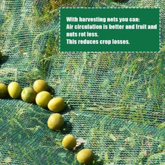 Mreža za berbu maslina 6x6m sa zakovicama